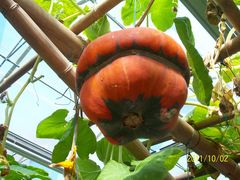 北京观光南瓜园&nbsp;(31)-观光南瓜园