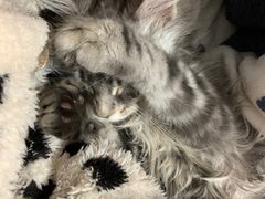 -欣宠猫屋·矮脚拿破仑·蓝金金渐层