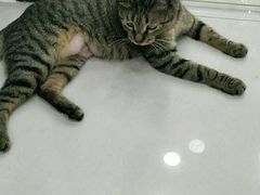 -安安宠物医院(情缘分院)