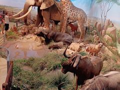 -陕西自然博物馆