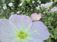 -顾村公园