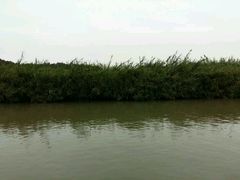 -大湾区中央湿地公园