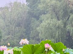 -洛阳市隋唐城遗址植物园