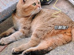 -谷咖啡·鲜花绿植花园餐厅