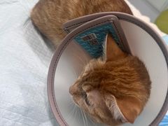 -艾吉宠物医院·疑难杂症转诊中心·猫友好(碧江路院)