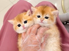 -lincat·猫舍(广州店)
