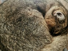 -飞行喵MR PILOT|猫舍·猫咖(静安大融城店)