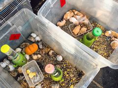 -溪岸路花鸟市场