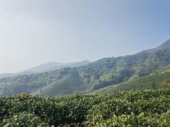 -龙坞茶村