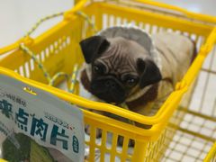 -帕帕拉兹宠物(亚洲旗舰店)