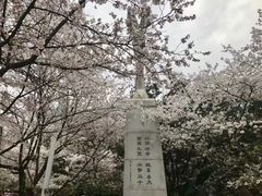 -武汉大学-樱园