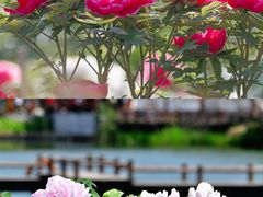 -尚湖风景区