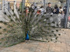 -长白岛森林公园