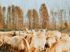 -溱湖国家湿地公园