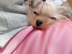 -momokira米努特·德文卷毛猫·棉花面纱犬