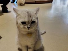 -藏猫猫咖啡主题馆(中央大道店)