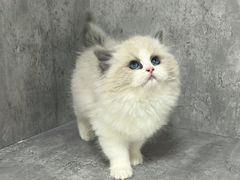-小猫来了·猫舍(红山六九七九店)