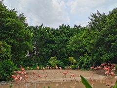 -广州长隆飞鸟乐园