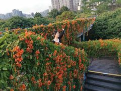 -香蜜公园