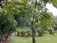 -中国科学院西双版纳热带植物园
