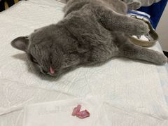 -灵美宠物诊所