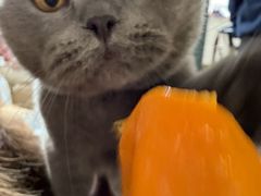 -贝康宠物医院·犬猫全科·小动物特色诊疗中心(东环路店)