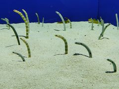 -上海海洋水族馆