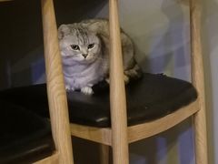 -平行世界·猫咖(首经贸店)