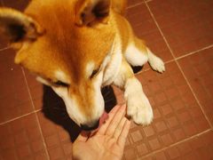 -柴犬高等学院·狗咖·柴犬售卖·宠物训练
