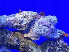 -海合安武汉极地海洋公园