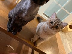 -楼上猫咖(罗湖店)