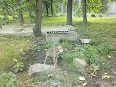 -西安秦岭野生动物园