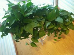 -苗方清颜专业祛痘养生