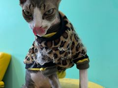 -猫在这儿猫咪咖啡馆·撸猫馆