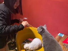 -猫色咖啡·猫咖