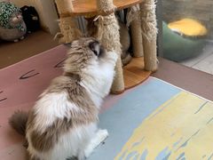 -猫在这儿猫咪咖啡馆·撸猫馆