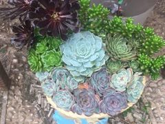 -浔岚云舍mist静谧观景美宿(丽江古城店)