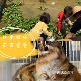 六一去哪里！深圳首家屋顶动植物乐园[加油][加油]
