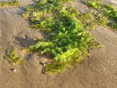 -金海滩海水浴场