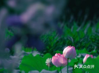 长三角"最大"荷花公园还能坐在荷叶上苏州荷塘月色攻略️