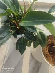-HEYAN荷妍专业脱毛连锁机构