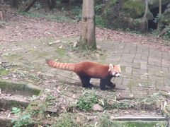 景点-成都大熊猫繁育研究基地