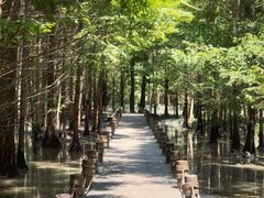 -桤木河湿地公园