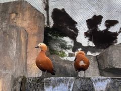 -上海野生动物园