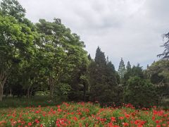-上海滨江森林公园