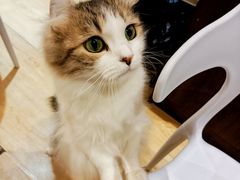 -喵呜公社猫咖