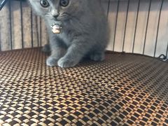 -喵zoo家庭繁育猫舍(尖东智能花园店)