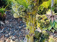 -墨尔本皇家植物园