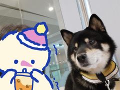 -柴务处·柴犬主题狗咖