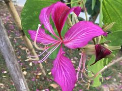 -大埔公路-马料水段香港中文大学(公交站)